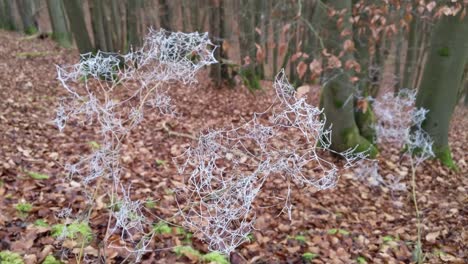 Branches-with-ice-covered-spider-webs-moving-in-the-wind