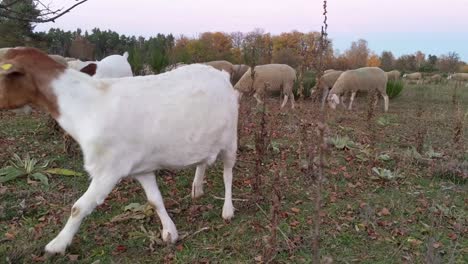 Mixed-herd-of-sheeps-and-goats-during-sunset-time-on-an-open-aerial-meadow-with-autumn-trees-in-background
