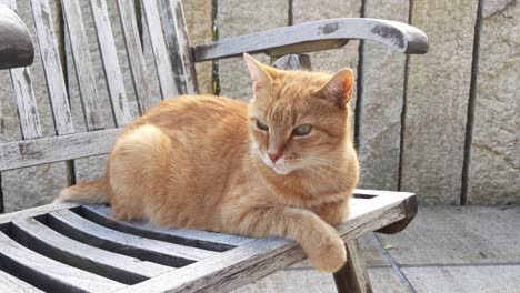 Tired-and-sleepy-cat-lying-on-a-wooden-garden-chair