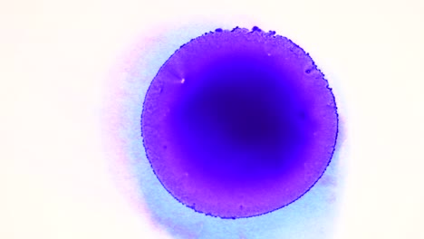 What-you-doing-my-little-purple-orb,-so-pretty