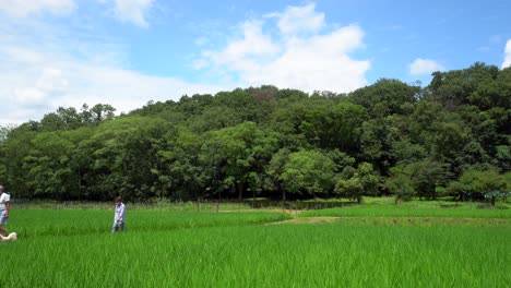 Kitayama-Park-in-Tokyo,-Japan,-has-a-beautiful-rice-field-where-people-walk-along-its-paths-in-summer