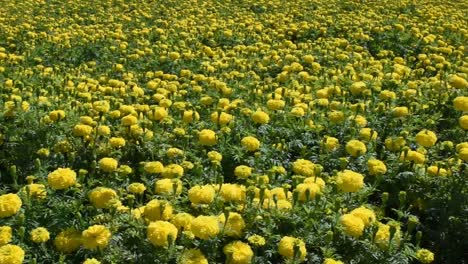 Feld-Mit-Gelben-Cempasúchil-Blumen,-Die-Den-Tag-Des-Todespfannenrechts-Symbolisieren