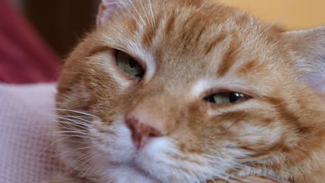 Face-closeup-of-overweight-sleepy-orange-cat-lying-on-the-sofa