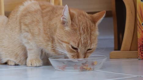 Slm-Orangefarbene-Katze-Auf-Einem-Fliesenboden,-Die-Katzenfutter-Aus-Einer-Glasschüssel-Isst
