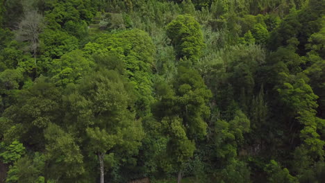 Tiro-De-Drone-Ascendente-De-Bosque-Verde-En-Azores-Durante-La-Primavera