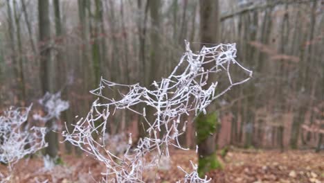 Äste-Mit-Eisbedeckten-Spinnweben,-Die-Sich-Im-Wind-Bewegen