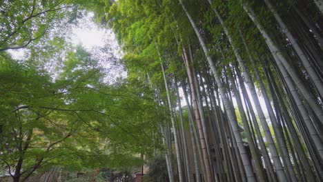 Los-Bosques-De-Bambú-En-Japón-Se-Encuentran-No-Solo-En-áreas-Rurales-Alejadas-De-Las-Ciudades,-Sino-Que-También-En-Tokio-Hay-Bambúes-Verdes-Y-Altos