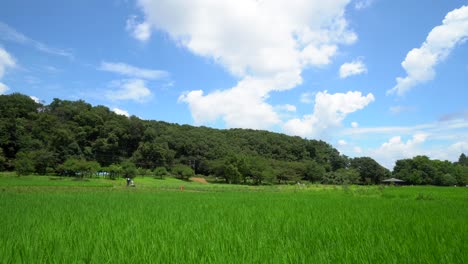 Kitayama-Park-in-Tokyo,-Japan-has-lush-greenery-and-a-beautiful-large-rice-field