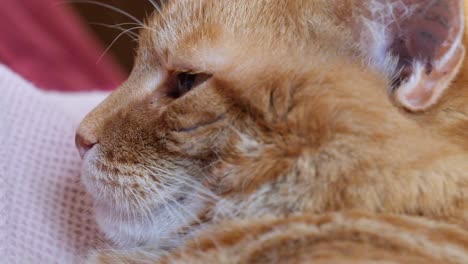 Gesicht-Nahaufnahme-Einer-übergewichtigen,-Schläfrigen-Orangefarbenen-Katze,-Die-Auf-Dem-Sofa-Liegt