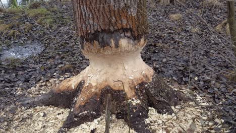 árbol-Fue-Comido-Por-Castores-En-El-Bosque