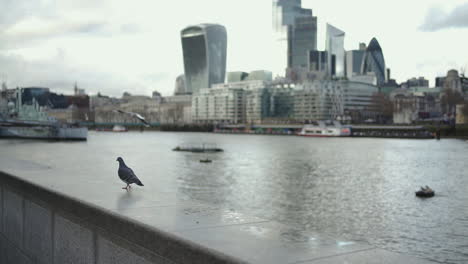 Slow-Motion-of-Pigeon-Walking-on-Thames-River-Quay-With-Downtown-London,-England-in-Background-on-Cold-Winter-Day
