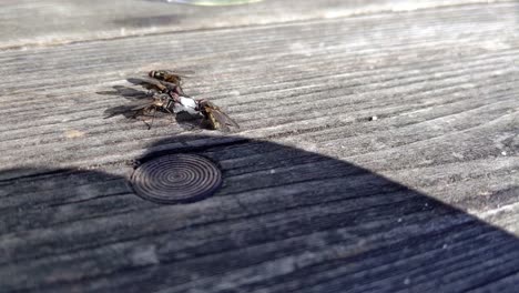 A-couple-of-houseflies-gathering-around-a-piece-of-sugar-on-a-wooden-table