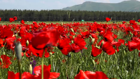 Field-of-large-red-poppy-flowers-moving-in-the-wind