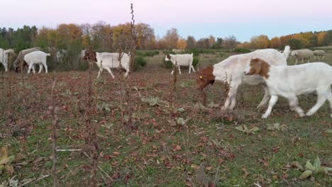 Gemischte-Herde-Von-Schafen-Und-Ziegen-Während-Der-Sonnenuntergangszeit-Auf-Einer-Offenen-Luftwiese-Mit-Herbstbäumen-Im-Hintergrund