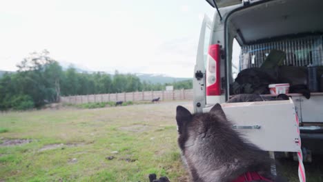 Neugieriger-Alaskan-Malamute,-Der-Auf-Der-Rückseite-Eines-Lieferwagens-Festgebunden-Ist-Und-Die-Tiere-Auf-Der-Ranch-Betrachtet