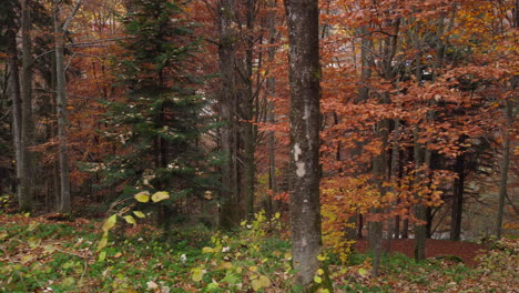 Herbstwaldbäume-Gelbes-Und-Rotes-Laub,-Natürlicher-Bunter-Park
