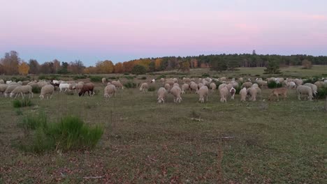 Mixed-herd-of-sheeps-and-goats-during-sunset-time-on-an-open-aerial-meadow-with-autumn-trees-in-background