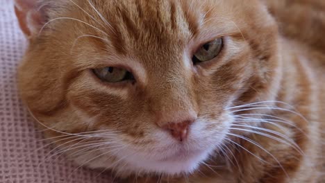 Gesicht-Nahaufnahme-Einer-übergewichtigen,-Schläfrigen-Orangefarbenen-Katze,-Die-Auf-Dem-Sofa-Liegt