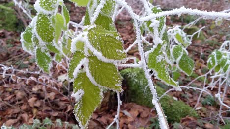 Green-leaves-covered-in-snow-and-ice-moving-in-the-wind