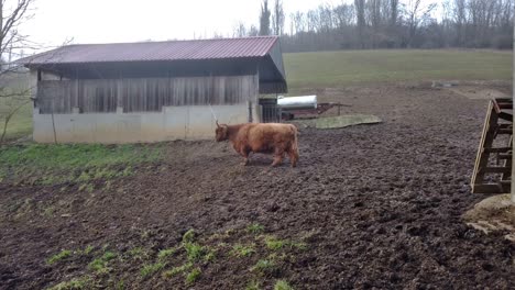 Brown-furry-highland-cattle-with-horns-walking-in-mud-between-agriculturally-barns-from-right-to-left