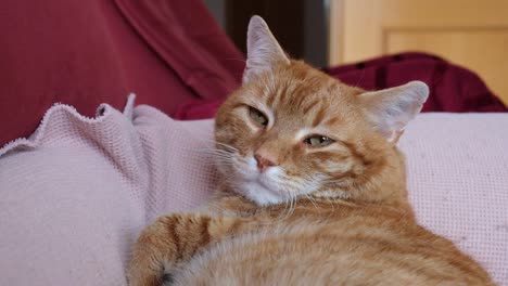 Gähnen-Einer-übergewichtigen,-Schläfrigen-Orangefarbenen-Katze,-Die-Auf-Dem-Sofa-Liegt