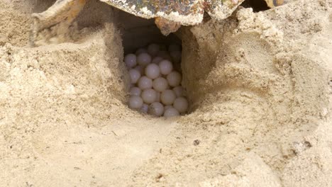 Sea-Turtle-slow-and-carefully-laying-eggs-into-nest