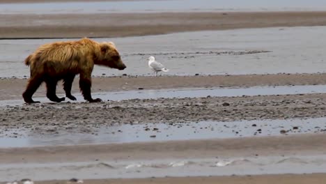 Alaska-Grizzly-Bear-on-Beach-Sand-Pooping