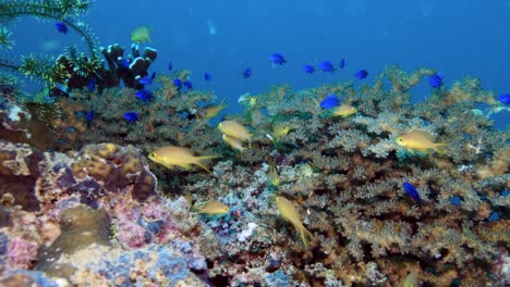 Coloridos-Peces-Marinos-Y-Exquisitos-Corales-En-El-Arrecife