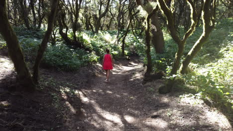 A-woman-in-a-red-dress-walks-in-a-deciduous-forest-along-a-path-surrounded-by-birches-and-heather-on-a-sunny-day,-Heirro-Island,-La-llania,-Valverde
