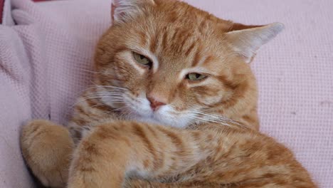 Übergewichtige-Orangefarbene-Katze,-Die-Auf-Dem-Sofa-Liegt