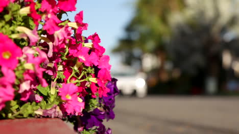 Bright-pink-flowers-beside-defocused-street-with-cars-going-by