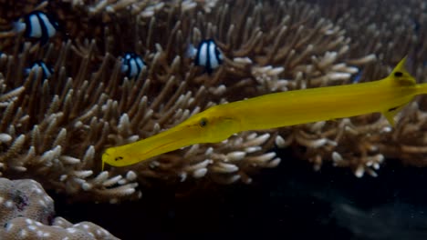 Nahaufnahme-Von-Gelben-Chinesischen-Trompetenfischen,-Die-Auf-Dem-Korallenriff-Unter-Dem-Meer-Schwimmen