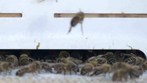 Close-up-shot-of-wild-honeybee-colony-flying-and-entering-bee-house-hive-in-Nature