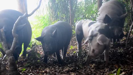 Familia-De-Cerdos-De-Diferentes-Colores-En-La-Selva-Tropical-Costera-Seca-Del-Norte-De-Costa-Rica