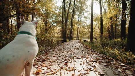 Ein-Verlassener-Weißer-Hund,-Der-In-Einem-Naturpark-Sitzt-Und-Still-Bleibt-Und-Wartet,-Während-Er-Zum-Horizont-Sieht-Und-Sich-Dann-Umdreht