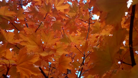 Looking-up-at-red-top-of-maple-tree-in-fall-season-forest-as-nature-b-roll,-orange-color-leaves-close-up