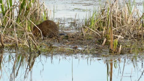 Muskrat-digging-hole-for-searching-vegetation-at-a-wetland,-wildlife-nature