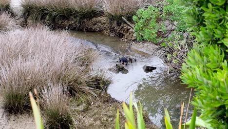 A-NZ-native-Pukeko-bird,-aka-Australasian-swamphen,-standing-in-a-serene-winding-stream-surrounded-by-native-fauna-in-New-Zealand,-Aotearoa