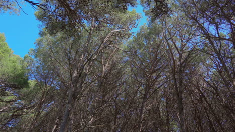 Low-angle-of-trees-on-the-forest-moving-due-to-the-wind