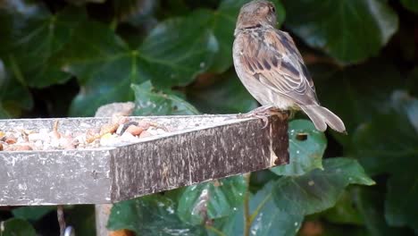 Closeup-Passer-domesticus-sparrow-eating-peanuts-feeding-on-bird-table-in-British-garden
