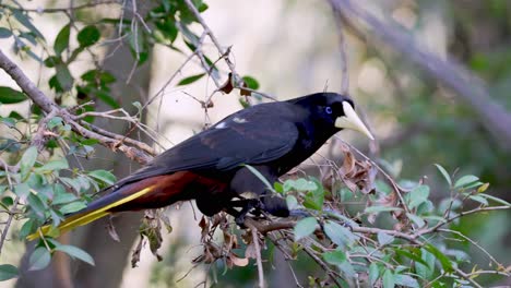 New-World-tropical-icterid-bird-named-Crested-Oropendola-flying-away-in-slow-motion