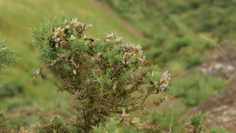 Arbusto-De-Ulex-Europaues-En-El-Paisaje-Escocés-Cerca-De-Edimburgo