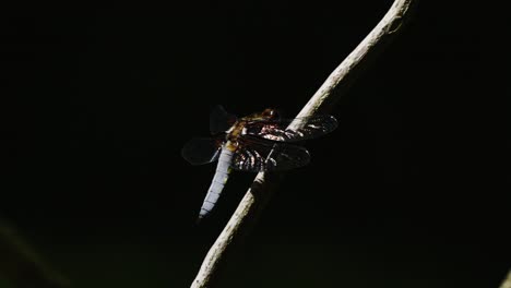 Broad-bodied-Chaser-Perched-On-A-Slender-Plant-Stem-Then-Flies-Away