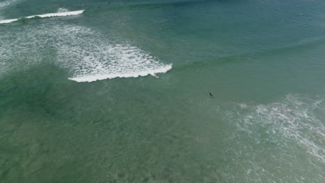 Aerial-of-surfer-riding-wave-and-pelican-taking-off-in-front-of-them,-4K