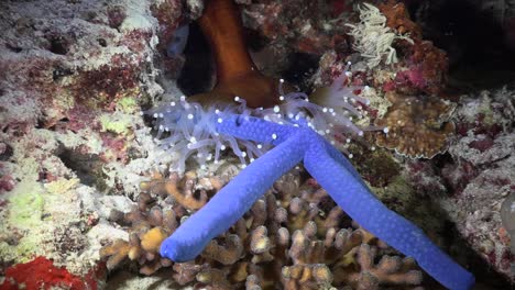 White-Sea-anemone-catching-blue-starfish-on-coral-reef-at-night-wide-angle-shot-and-zoom-in