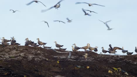 Seagulls-over-the-garbage-dump,-plastic-bags,-and-landfill-full-of-trash,-environmental-pollution,-sunny-day,-medium-shot