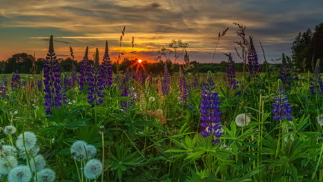Hyperlapse-of-beautiful-purple-flower-field-blowball-dandelion-during-golden-sunset-at-horizon