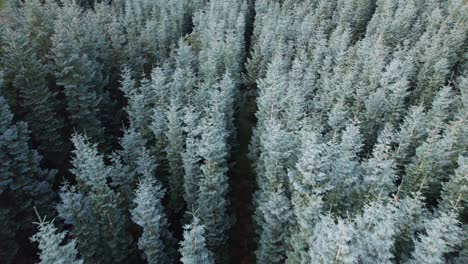 Drone-View-of-Spruce-Trees,-Noble-Fir-Treetops-in-Denmark---Dolly-Shot