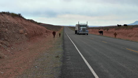Cows-Walking-And-Grazing-Off-The-Asphalt-Road-With-Truck-Driving-By-In-Utah