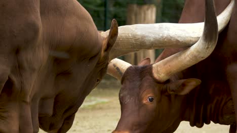 Zwei-Aggressive-Afrikanische-Langhornbullen-Kämpfen-Während-Der-Paarungszeit-Gegeneinander